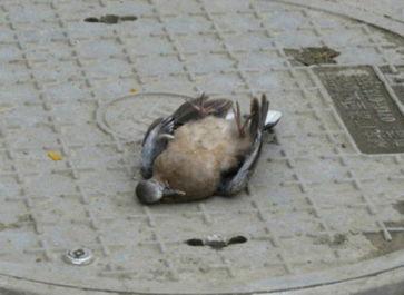 绍兴新闻爆料平台蜱虫,惊现蜱虫隐患,专家提醒防范措施! 第3张 绍兴新闻爆料平台蜱虫,惊现蜱虫隐患,专家提醒防范措施! 第3张