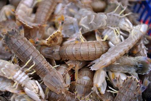 皮皮虾大爆料怎么做视频,揭秘视频制作全攻略  第1张